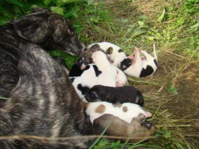 Cachorros cruce de galguito muy urgentes