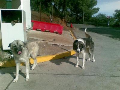 Preciosos perros en los huesos