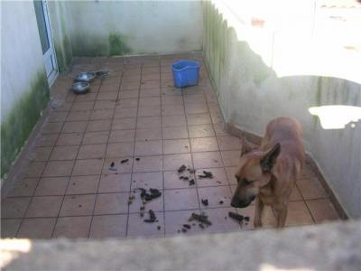 Perro en malas condiciones en Rafelguaraf
